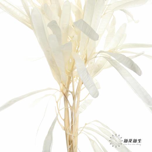 永生花材 | 扁豆白 商品图4
