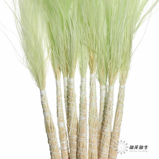 针毛 | 浅绿色 商品图2