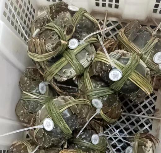 固城湖名蟹，儿时蟹味不能只是回味 商品图2