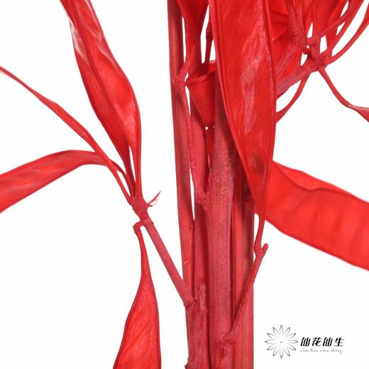 永生花材 |扁豆红 商品图2