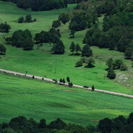 成人徒步 | 3.15周日寻甸凤龙山，草原徒步当日往返， 打卡高山草甸云端牧场，看昆明小新西兰！ 商品图11