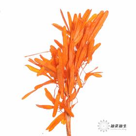 永生花材 | 扁豆橙