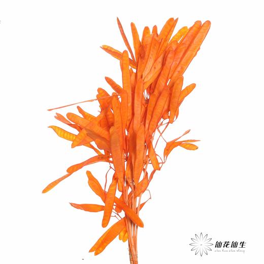 永生花材 | 扁豆橙 商品图0