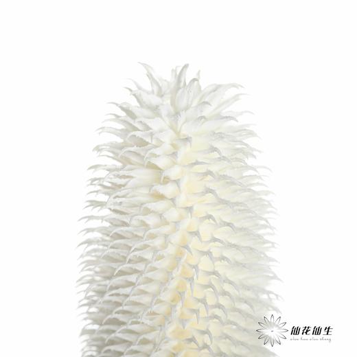 永生花材 | 拉毛果 商品图6