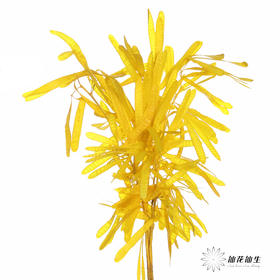 永生花材 | 扁豆黄