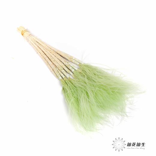 针毛 | 浅绿色 商品图4