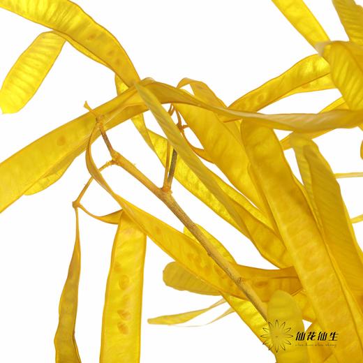 永生花材 | 扁豆黄 商品图4