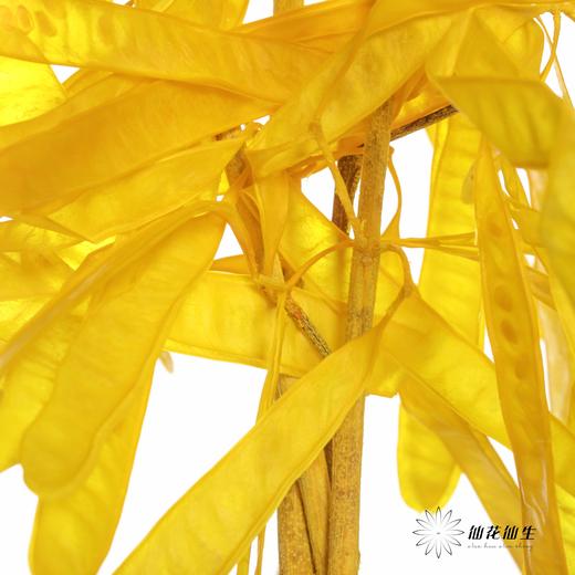永生花材 | 扁豆黄 商品图2