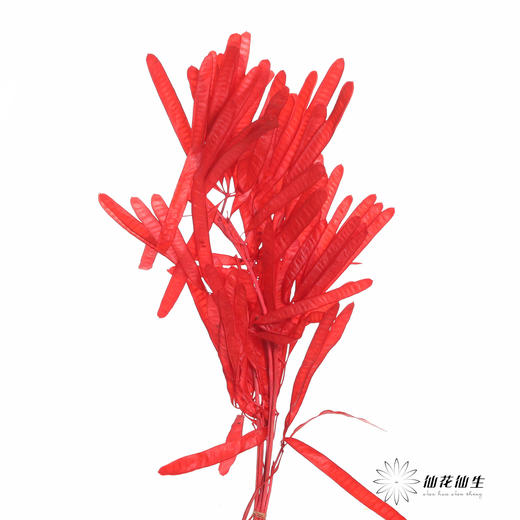 永生花材 |扁豆红 商品图3
