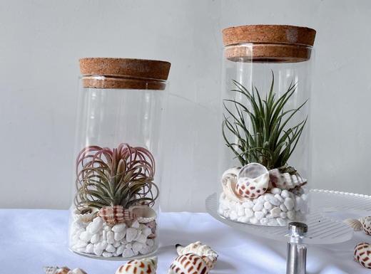 【永不言弃.空气凤梨创意盆景】空气凤梨1颗+玻璃瓶1个+白色石子若干+贝壳若干/份（上海仓） 商品图7