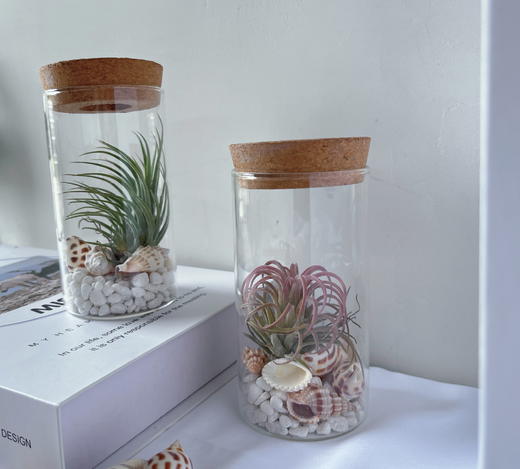 【永不言弃.空气凤梨创意盆景】空气凤梨1颗+玻璃瓶1个+白色石子若干+贝壳若干/份（上海仓） 商品图2