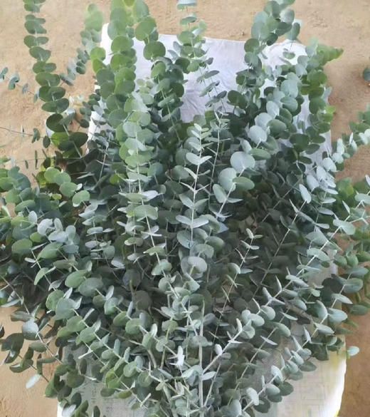 尤加利叶-大叶  若干枝/扎 商品图2