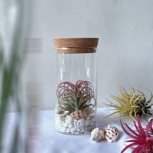 【永不言弃.空气凤梨创意盆景】空气凤梨1颗+玻璃瓶1个+白色石子若干+贝壳若干/份（上海仓） 商品图4