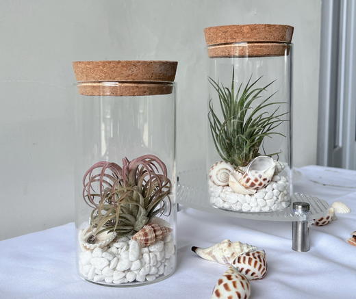 【永不言弃.空气凤梨创意盆景】空气凤梨1颗+玻璃瓶1个+白色石子若干+贝壳若干/份（上海仓） 商品图5