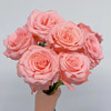 戴安娜 粉色玫瑰 20支/扎 云南基地发货 （价格已包含包装费用） 运费以实际为准，多退少补。 商品缩略图0