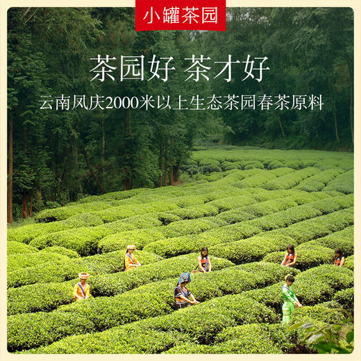 小罐茶园 滇红茶 彩标单罐装 5A中国茶  125g【现货】 商品图6