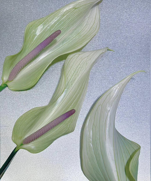 【绿光彩掌】鲁米娜 绿白掌 商品图3