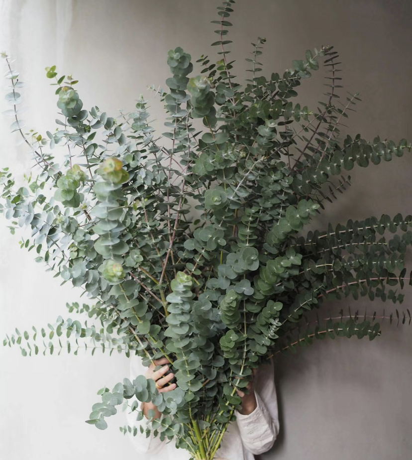 尤加利叶-小叶  若干枝/扎