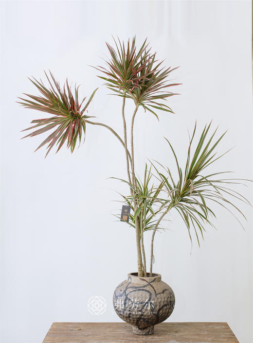 JT千年木 商品图0