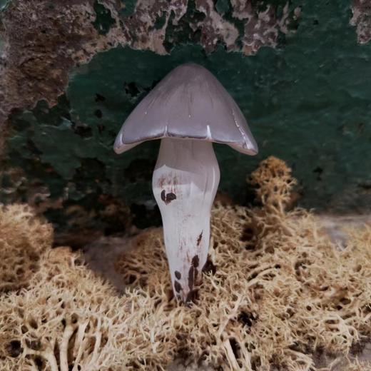 七口实验室丨鸡纵菌冰箱贴 商品图0