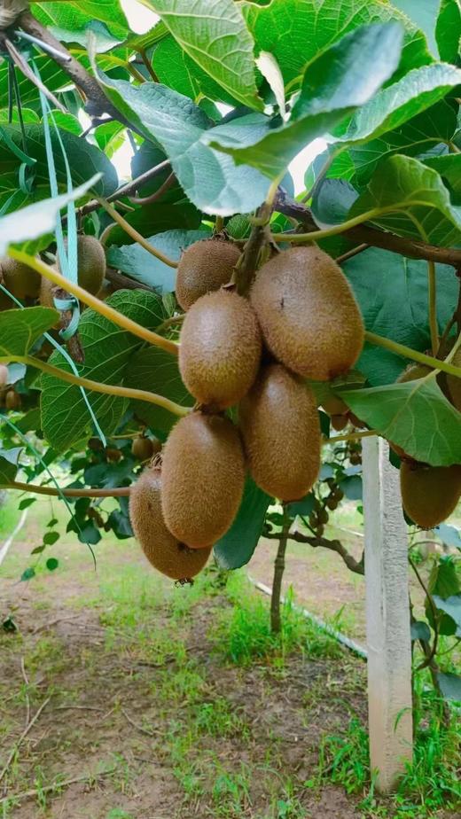 周至翠香猕猴桃五斤礼盒装/十斤普通装 商品图2