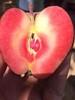 “红瑶光”鲜果礼盒-红肉苹果，果肉鲜红或粉红，酸甜适中。特供：团购3箱赠送一箱价值108元粉肉苹果！ 商品缩略图5