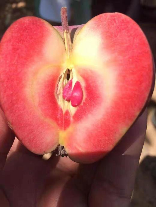 “红瑶光”鲜果礼盒-红肉苹果，果肉鲜红或粉红，酸甜适中。特供：团购3箱赠送一箱价值108元粉肉苹果！ 商品图5