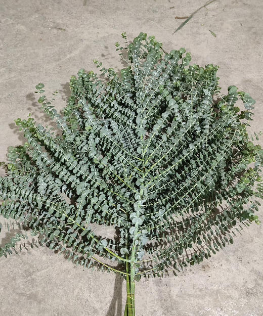 尤加利叶-小叶  若干枝/扎 商品图3