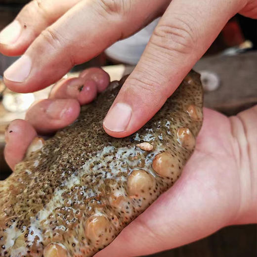 【长岛野生淡干海参】海参终于来了 圈海五年未动 无农残 无重金属 生态海域遵循传统工艺  可泡发8-10倍 商品图4