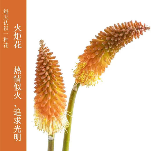 荷兰Alcazar城堡火炬花火把莲5支 商品图1