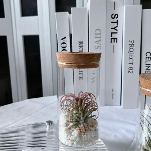 【永不言弃.空气凤梨创意盆景】空气凤梨1颗+玻璃瓶1个+白色石子若干+贝壳若干/份（上海仓） 商品图10