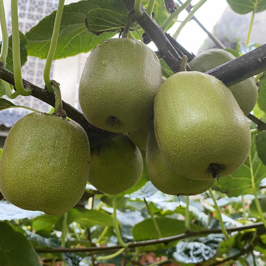 蒲江红心猕猴桃大果90-10g（12-24粒装） 商品图2