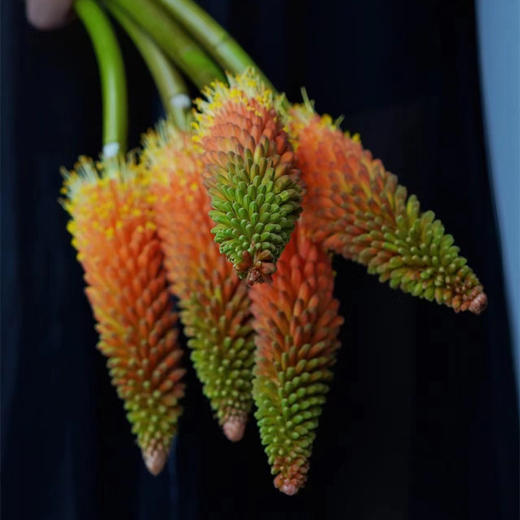 荷兰Alcazar城堡火炬花火把莲5支 商品图2