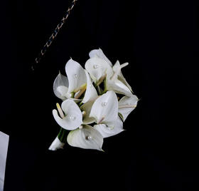 【绿光彩掌】耳语~小白掌（迷你版）