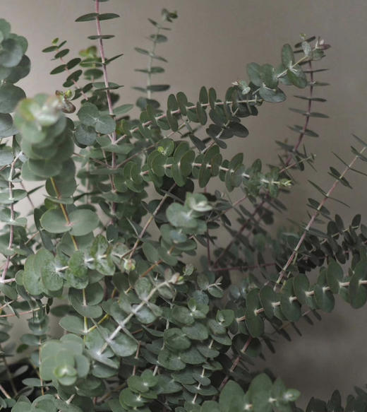 尤加利叶-小叶  若干枝/扎 商品图1