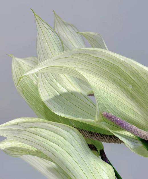 【绿光彩掌】鲁米娜 绿白掌 商品图2