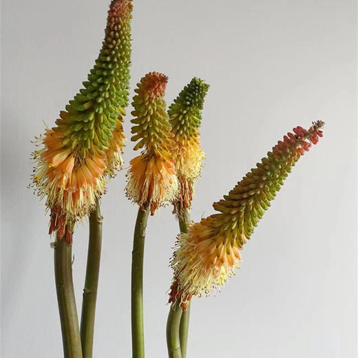 荷兰Alcazar城堡火炬花火把莲5支 商品图0