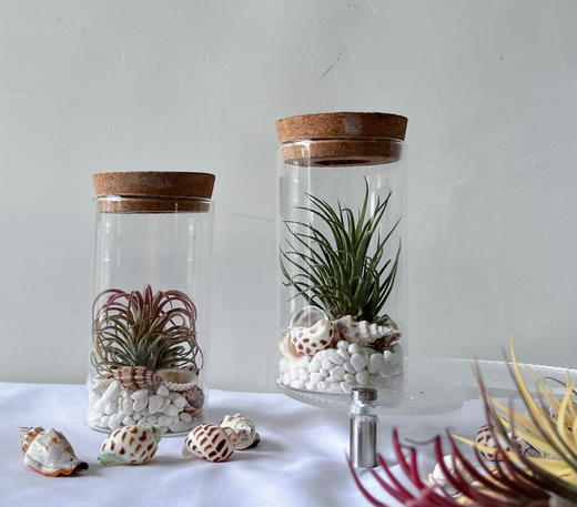 【永不言弃.空气凤梨创意盆景】空气凤梨1颗+玻璃瓶1个+白色石子若干+贝壳若干/份（上海仓） 商品图8