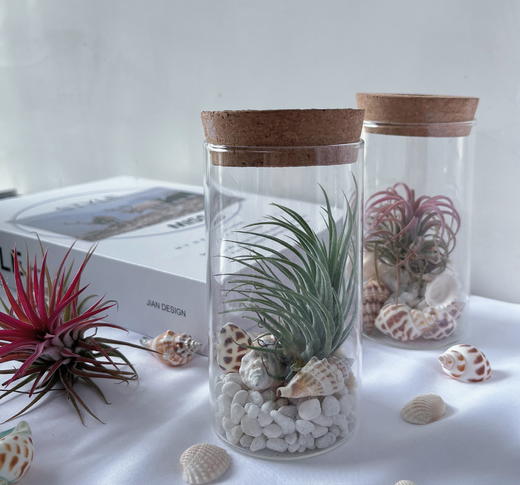 【永不言弃.空气凤梨创意盆景】空气凤梨1颗+玻璃瓶1个+白色石子若干+贝壳若干/份（上海仓） 商品图3