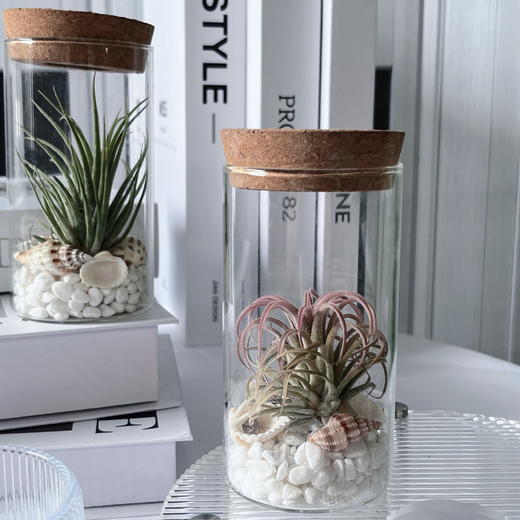 【永不言弃.空气凤梨创意盆景】空气凤梨1颗+玻璃瓶1个+白色石子若干+贝壳若干/份（上海仓） 商品图11