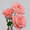 戴安娜 粉色玫瑰 20支/扎 云南基地发货 （价格已包含包装费用） 运费以实际为准，多退少补。 商品缩略图2