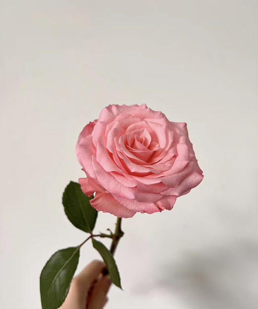 【昆明玫瑰】戴安娜  20支/扎 商品图1