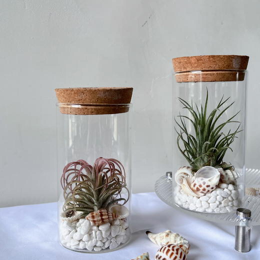 【永不言弃.空气凤梨创意盆景】空气凤梨1颗+玻璃瓶1个+白色石子若干+贝壳若干/份（上海仓） 商品图6