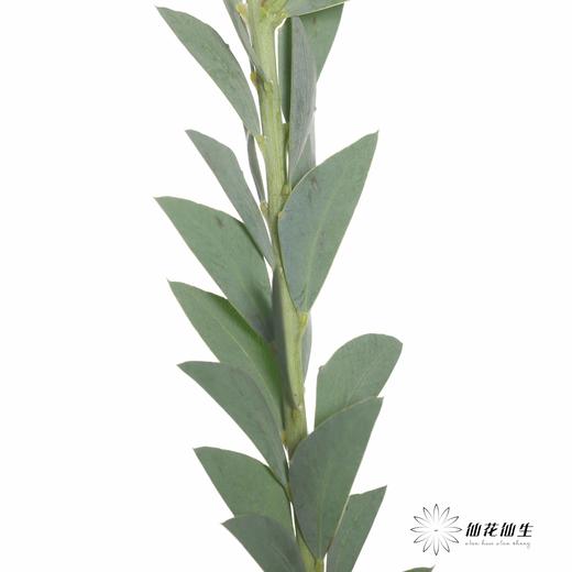 叶材 | 三角形尤加利 商品图7