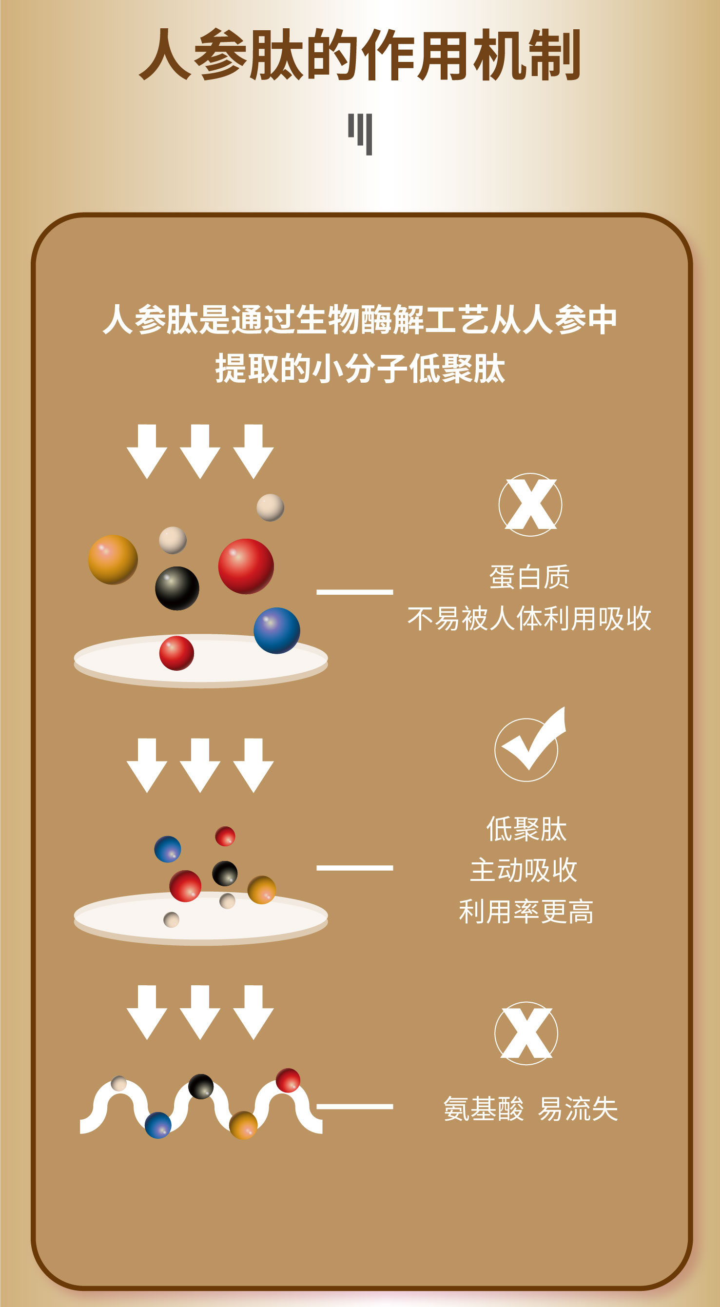 双参肽功效和作用图片