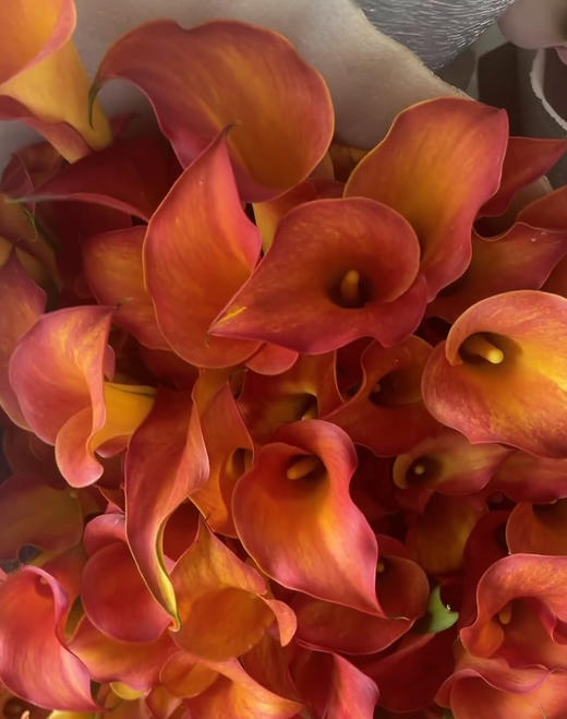 【马蹄莲】国产  （刀锋）橙色  5枝/扎 商品图4