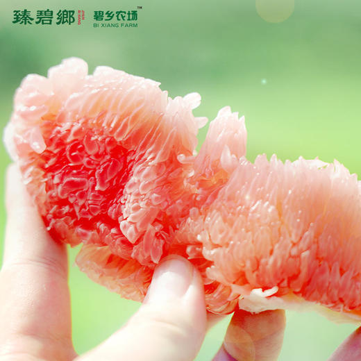 臻碧乡x梅州大埔红肉蜜柚丨生态养殖(合作果园) Red Flesh Pomelo 商品图2