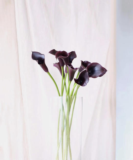 【马蹄莲】国产 （黑洞）黑紫色  5枝/扎 商品图4