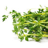 【农地直供！超新鲜的百里香】新鲜食用，以全草入药可以鲜品使用或者晒干使用，也可装饰牛排西餐食材-ytlb健康 商品缩略图2