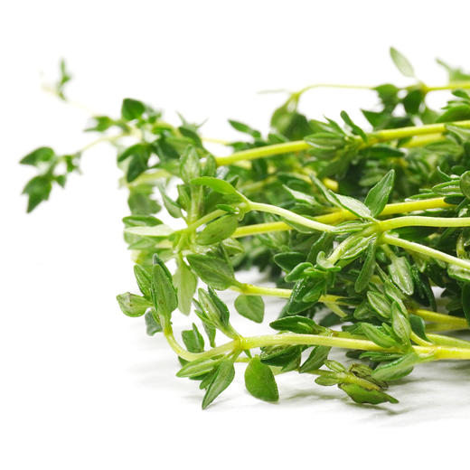 【农地直供！超新鲜的百里香】新鲜食用，以全草入药可以鲜品使用或者晒干使用，也可装饰牛排西餐食材-ytlb健康 商品图2
